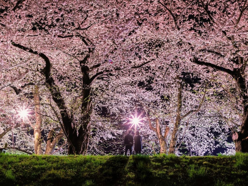 西尾六万石桜まつり 桟敷席　イメージ画像