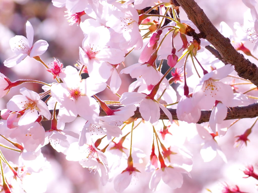 令和3年度　『黄金堤』、『無の里休憩所』桜 イメージ画像