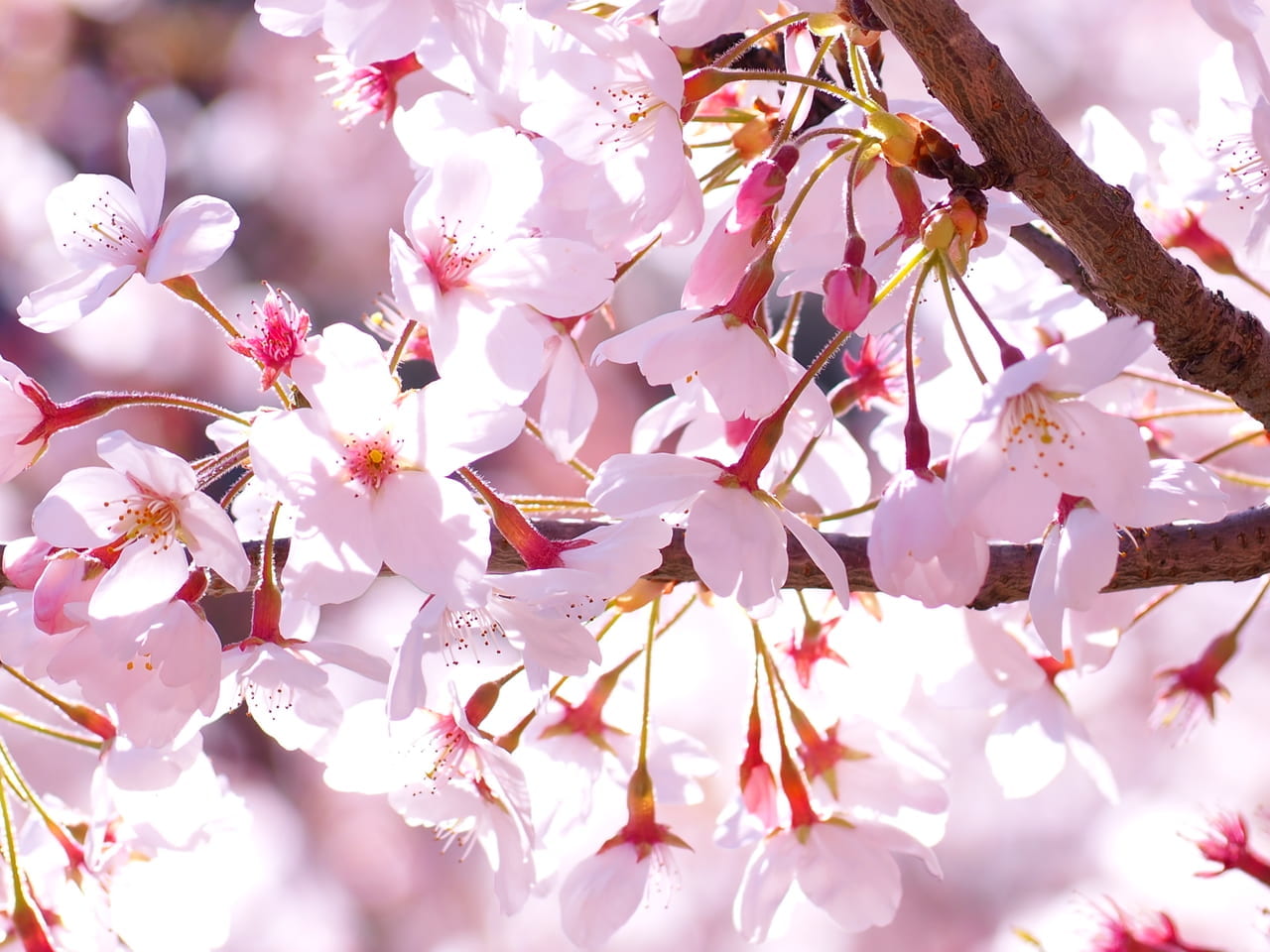 令和3年度　『黄金堤』、『無の里休憩所』桜 イメージ画像