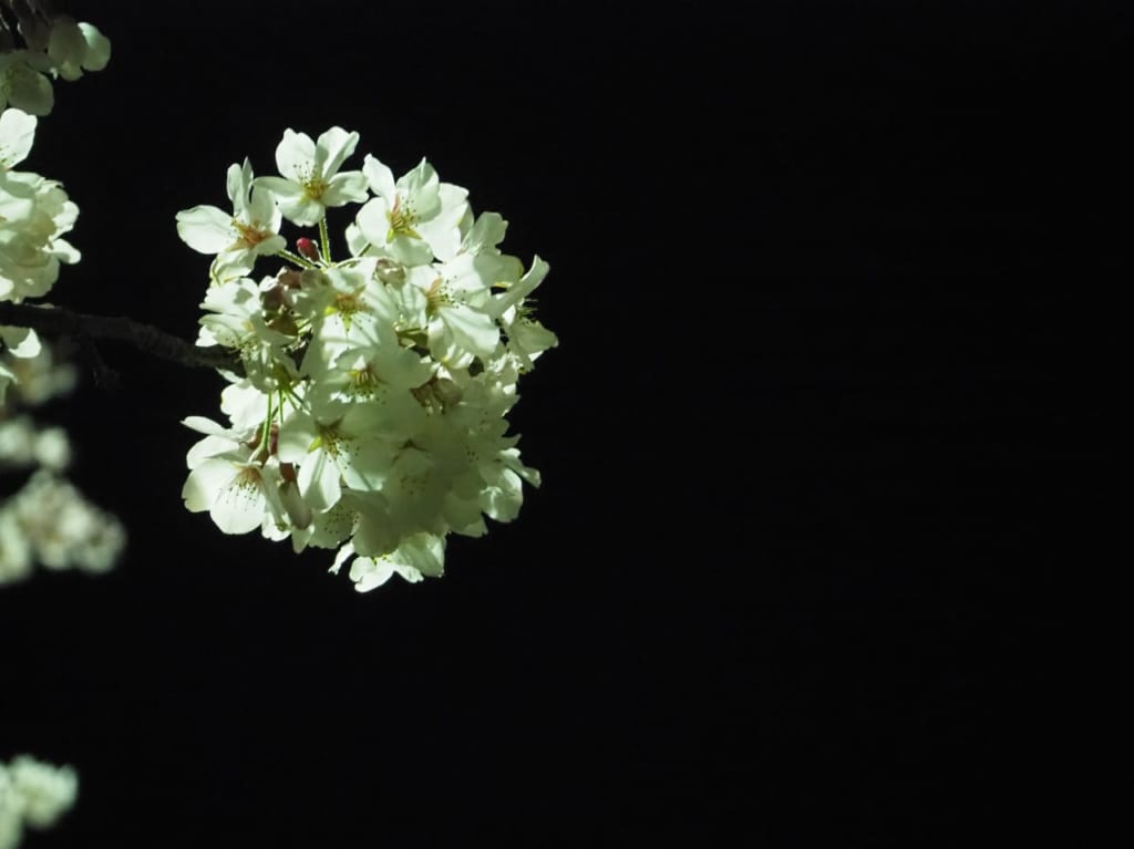 西尾市　『黄金堤』『無の里休憩所』　桜　ライトアップ　中止　イメージ画像