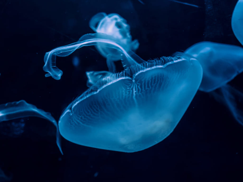 竹島水族館　イメージ画像