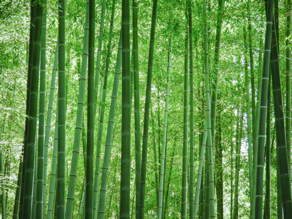 親子でまなぼうSDGs　春の竹林さんぽ　竹林